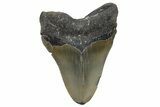 Serrated, Fossil Megalodon Tooth - North Carolina #345660-2